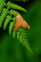 September thorn moth {Ennomos erosaria} on fern, Herefordshire, UK, July