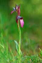 Tongue orchid {Serapias lingua} The Peleponnese, Southern Greece, April