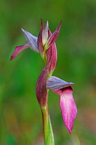 Tongue orchid {Serapias lingua} The Peleponnese, Southern Greece, April