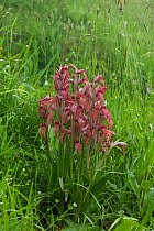 Heart flowered orchid {Serapias neglecta} The Peleponnese, Southern Greece, April