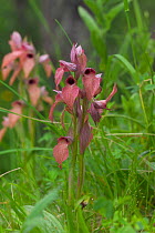 Tongue orchid {Serapis neglecta} Chiavari, Liguria Italy. May