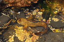 Shanny {Blennius / Lipophrys pholis} in rock pool, Murles Point, County Donegal, Republic of Ireland, May