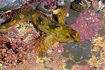 Shanny {Blennius / Lipophrys pholis} in rock pool, Murles Point, County Donegal, Republic of Ireland, May