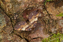 Shoulder stripe moth {Anticlea badiata} camouflaged on tree, Benone Magilligan, Co. Londonderry, Northern Ireland, UK, March