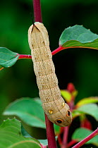 Caterpillar larva of Silver striped hawkmoth {Hippotion celerio} Canary islands