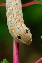 Close up of eye markings of caterpillar larva of Silver striped hawkmoth {Hippotion celerio} Canary islands