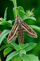 Silver striped hawkmoth {Hippotion celerio} Canary islands