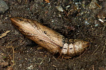 Pupa of Silver striped hawkmoth {Hippotion celerio}, Canary islands