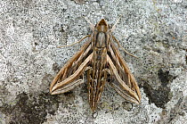 Silver striped hawkmoth {Hippotion celerio} Canary islands
