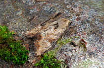 Slender brindle moth {Apamea scolopacina} Rostrevor Oakwood NNR, County Down, Northern Ireland, UK, August