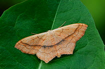 Small blood vein moth {Scopula imitaria} Murlough National Nature reserve, County Down, Northern Ireland, UK