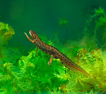 Smooth newt {Triturus vulgaris} underwater, controlled conditions, County Armagh, Northern Ireland, UK