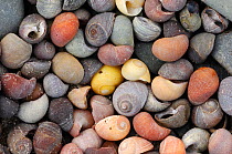 Smooth / Flat periwinkle {Littorina littoralis} shells, UK