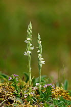 Ladies' tresses orchid {Spiranthes spiralis} Streedagh Dunes, County Silgo, Republic of Ireland, August