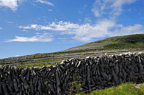 Stone wall, Bouleevin, Killenmacoog, North Burren, County Clare, Republic of Ireland, July 2007