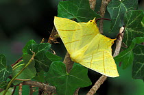 Swallow-tailed moth {Ourapteryx sambucaria} Peatlands Park, County Armagh, Northern Ireland, UK
