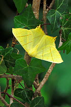 Swallow-tailed moth {Ourapteryx sambucaria} Peatlands Park, County Armagh, Northern Ireland, UK