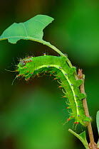 Fourth instar caterpillar larva of Emperor moth{Syntherata janetta} from New Guinea and Australia