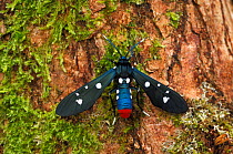 Polka dot wasp moth {Syntomeida epilais} Florida, USA, September