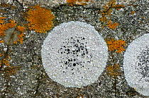 Lichens {Ttephromela atra} (white) and {Caloplaca thallincola} and {Caloplaca marina} Killard Point NNR, near Strangford, County Down, Northern Ireland, UK, September