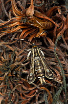 Thrift clearwing moth {Pyropteron muscaeforme} female, Banffshire Coast, Scotland, UK