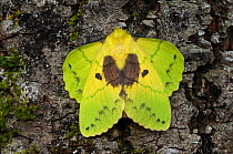 Eggar moth {Trabala vishnou} female, Phou Fa, Pongsali, north Laos.