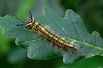 Caterpillar larva of Eggar moth {Trabala vishnou} Phou Fa, Pongsali, north Laos.