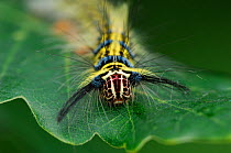 Close up of head of Caterpillar larva of Eggar moth {Trabala vishnou} Phou Fa, Pongsali, north Laos.