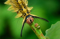 Close up of head of caterpillar larva of Eggar moth {Trabala vishnou} Phou Fa, Pongsali, north Laos.