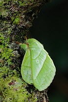 Eggar moth {Trabala vishnou} male, Phou Fa, Pongsali, north Laos.