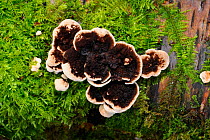 Many-zoned polypore {Trametes / Coriolus versicolor} on fallen birch trunk, Peatlands Park, County Armagh, Northern Ireland, UK, December