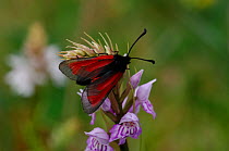 Transparent burnet moth {Zygaena purpuralis} Lough Gealain, Burren National Park, County Clare, Republic of Ireland