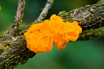 Yellow brain fungus {Tremella mesenterica} growing on Hawthorn branch, Inchy Bridge, County Cork, Republic of Ireland, January