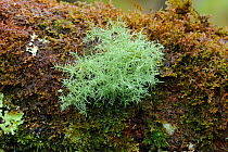 Old man's beard lichen {Usnea cornuta} Crom Estate, County Fermanagh, Northern Ireland, UK, March