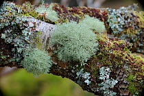 Old man's beard lichen {Usnea cornuta} Killary Bay Little, County Mayo, Republic of Ireland, February