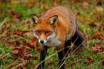 Red fox {Vulpes vulpes} Claddagh Glen, County Fermanagh, Northern Ireland, UK