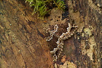 Water carpet moth {Lampropteryx suffumata} Benone Magilligan, Co. Londonderry, Northern Ireland, UK, March