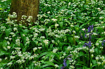 Wild garlic {Allium ursinum} flowering in woodland, County Antrim, Northern Ireland, UK