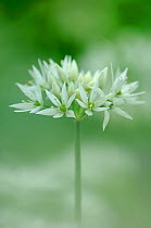 Wild garlic {Allium ursinum} flowers,  County Antrim, Northern Ireland, UK