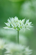 Wild garlic {Allium ursinum} flowers,  County Antrim, Northern Ireland, UK