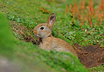 Wild rabbit {Oryctolagus cuniculus} at burrow entrance, Tory Island, County Donegal, Republic of Ireland, June