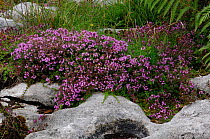 Wild thyme {Thymus vulgaris} North Burren, County Clare, Republic of Ireland, July