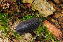 Woodlouse {Oniscus asellus} County Down, Northern Ireland, UK, August