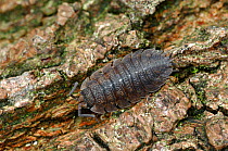 Woodlouse {Oniscus asellus} County Down, Northern Ireland, UK, August