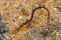 Worm pipe fish {Nerophis lumbriciformis} in rock pool at low tide, Murles Point, County Donegal, Republic of Ireland, May