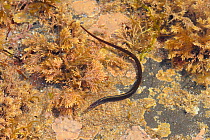 Worm pipe fish {Nerophis lumbriciformis} in rock pool at low tide, Murles Point, County Donegal, Republic of Ireland, May