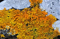 Lichen {Xanthoria aureola} Killard Point NNR, County Down, Northern Ireland, UK, October