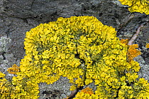 Lichen {Xanthoria ectaneoides} Killard Point NNR, near Strangford, County Down, Northern Ireland, UK