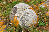Lichens {Xanthoria parientina} and {Tephromela atra} Grange, County Silgo, Northern Ireland, UK. August