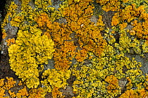 Lichens {Xanthoria parientina}, {Caloplaca thallincola} and {C. verruculifera} Killard Point NNR, County Down, Northern Ireland, UK, September